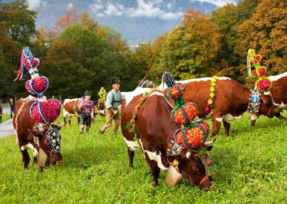 Almabtrieb Schönau am Königssee Berchtesgaden | © BGLT